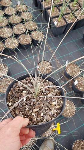 Dasylirion gentryi dasylire - dasylirion, /