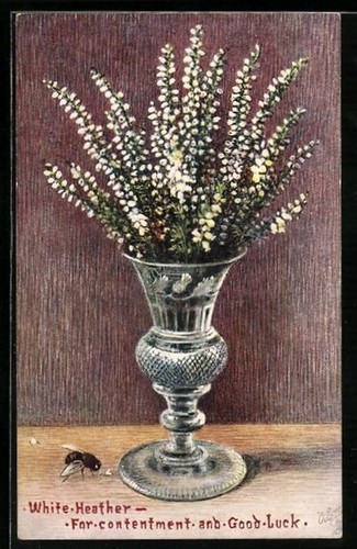 Erica bianca per contentezza - erica,