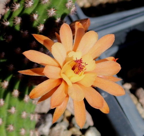 Hildewintera fragrant orange - hildewintera, orange'