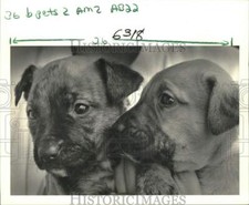 Foto stampa 1986 pastore