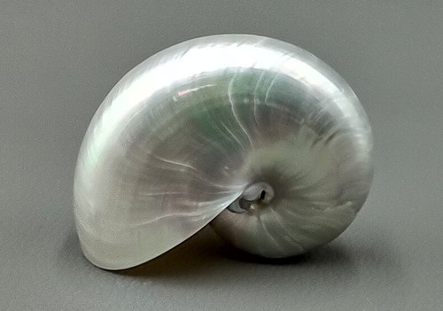 Nautilus conchiglia - nautilus,