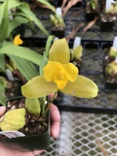Lycaste Buttercup Beautiful