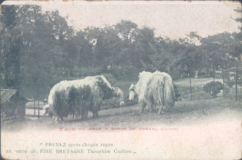 Cina coppia yack anni - cina, 1910