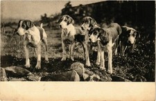 CPA Deutsch Kurzhaar DOGS