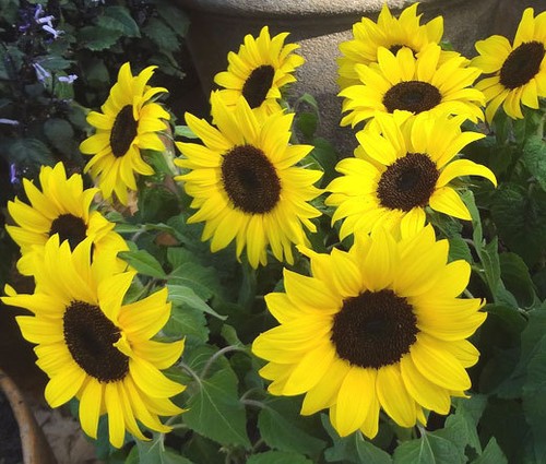Girasole lemon queen - girasole,