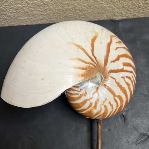 Natural nautilus seashell - natural,