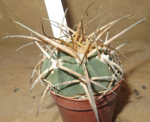 Gymnocalycium armatum lh1431 - armatum,