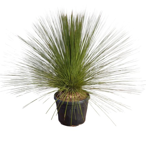 Pianta albero erba - di,