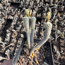 Pezzo teste cactus vivo - 1,