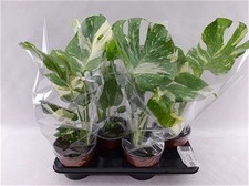 Monstera Deliciosa “Thai Constellation” vaso 12cm