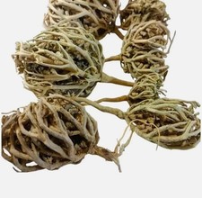 - Rosa di Gerico Fiore di