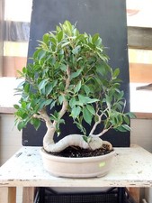 Bonsai  ficus retusa, Originale  stile a Zattera 