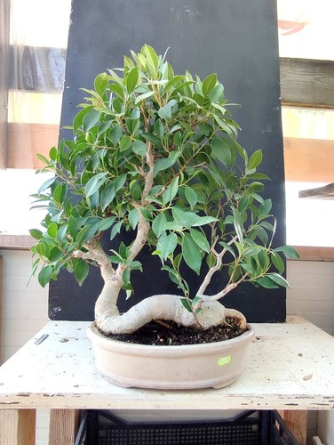 Bonsai ficus retusa - ,