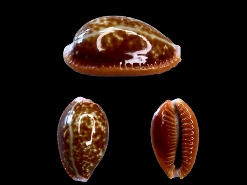 Cypraea helvola argella - cypraea,