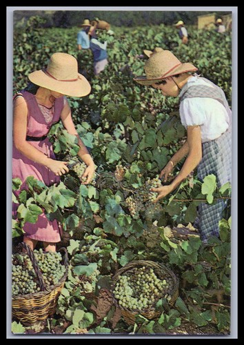 Cartolina cavas codorniu - cavas,
