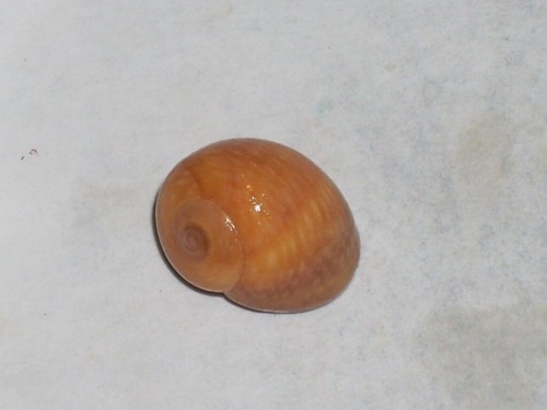Littorina obtusata special - littorina,