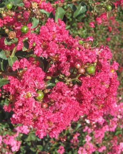 Lagerstroemia indica rosa - lagerstroemia,