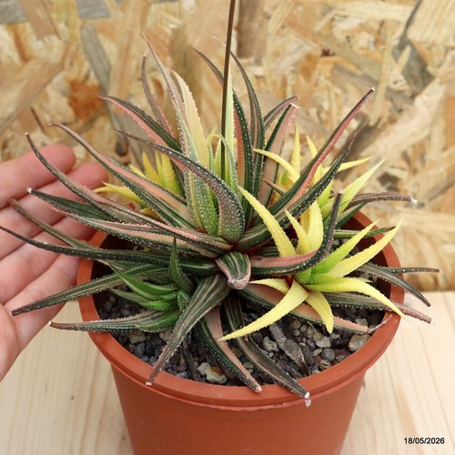 Haworthia attenuata variegata
