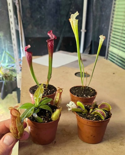 Piante carnivore kit starter - kit,