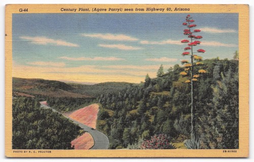 Cartolina curteich arizona - cartolina, 60