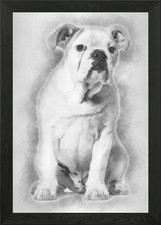 Bulldog francese 5 mesi