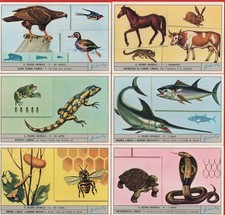 FIGURINE LIEBIG SERIE COMPLETA N°1866 IL REGNO ANIMALE ANNO 1974