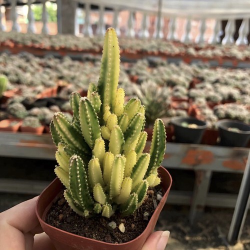 Cereus fata castello - cm,