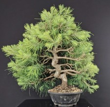 Pre Bonsai di Pino, 20 anni 55 cm. Kiefer, Bonsaibaum, pinetree Pinus Halepensis