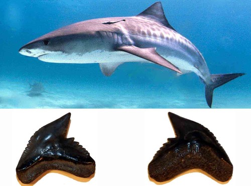 Galeocerdo contortus dente - galeocerdo,
