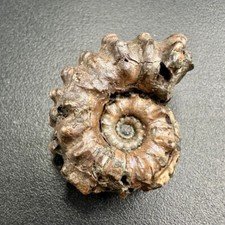 Fossil ammonite Douvilleiceras