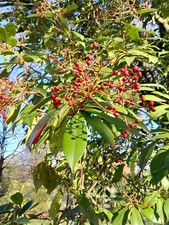 Photinia serrata 10 - photinia,