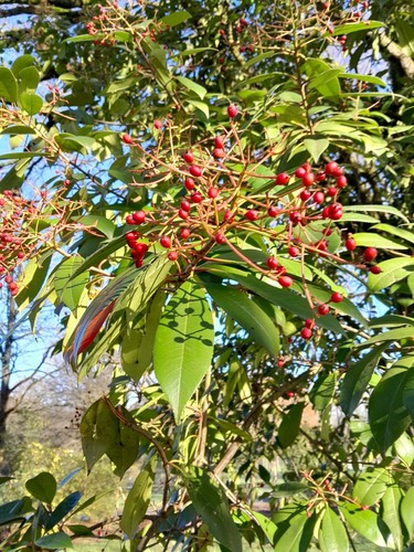 Photinia serrata 10 - photinia,