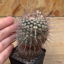 Notocactus eugeniae dv41 Vaso