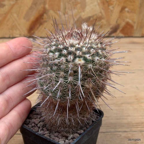 Notocactus eugeniae dv41 - , vaso