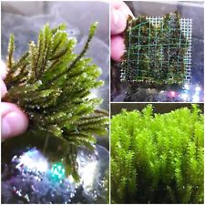 Rara griglia muschio muschio (Distichophyllum sp. Pianta di gamberetti "muschio raro") acquario