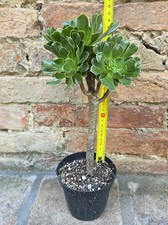 Aeonium arboreum 30 cm