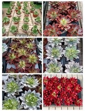 Pianta Grassa Echeveria €1