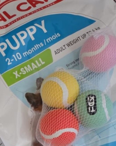 Royal canin small puppy - canin,