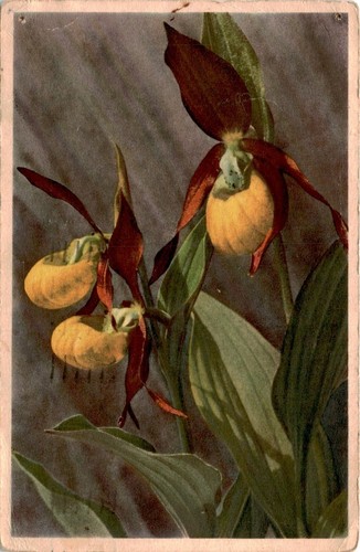 Cypripedium calceolus scarpa - cypripedium, calceolus,