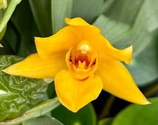Promenea species pure gold - species, gold'