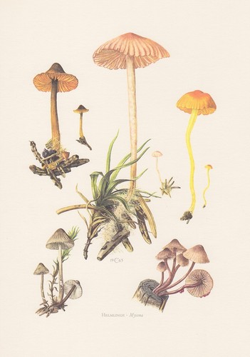 Helmlinge mycena stampa - helmlinge,