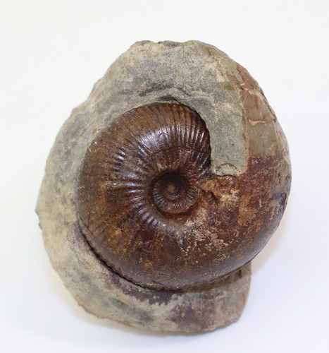 Ammonite cadoceras sublaeve - cadoceras,
