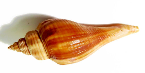 Lumaca mare vite naturale - di, a