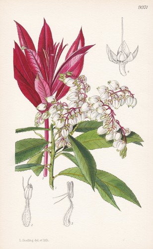 Pieris formosa himalaya fiore - pieris,