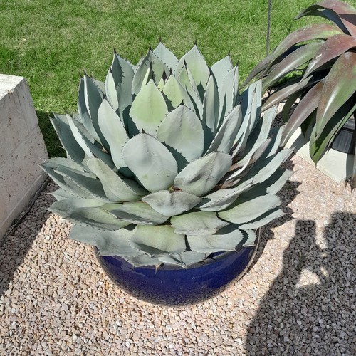 Agave parryi var huachucensis - agave, var.