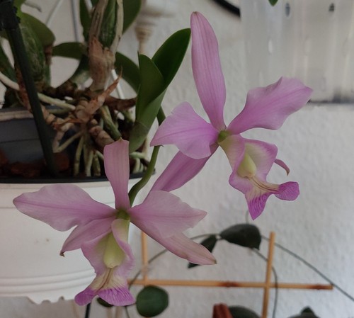 Cattleya nobilior vinicolor - , "