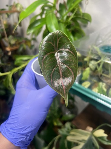 Alocasia bundle - alocasia,