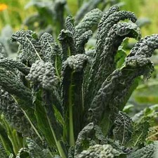 50 semi di cavolo NERO DI TOSCANA CAVOLO DI PALMA -CAVOLO PALMIZIO