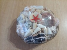 Acquario Assortiti Conchiglie