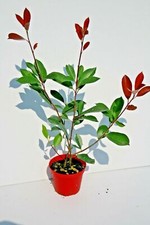 Photinia Fotinia Red Robin: pianta da siepe con foglie rosse